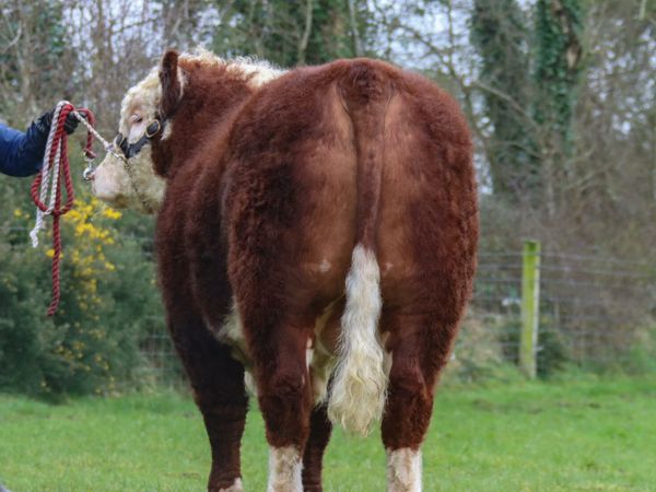 Hereford Bulls For sale this Saturday