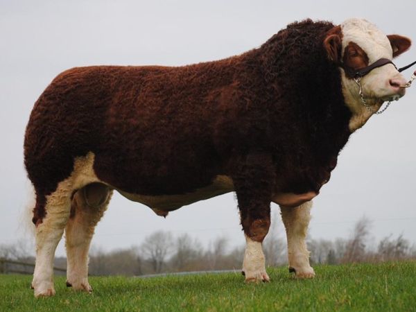 Pedigree Simmental bull for Premier sale