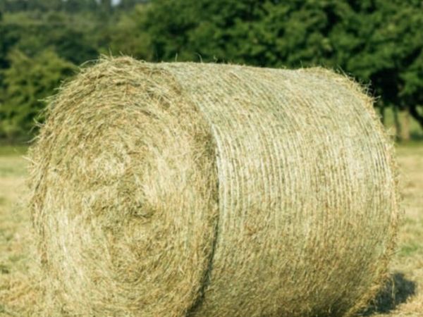 1st cut hay