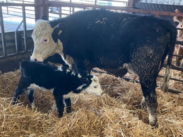 Selection of 6 first calving heifers with calves
