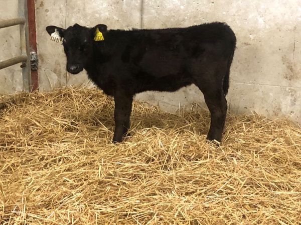 4 Hereford & Angus heifer calves for sale