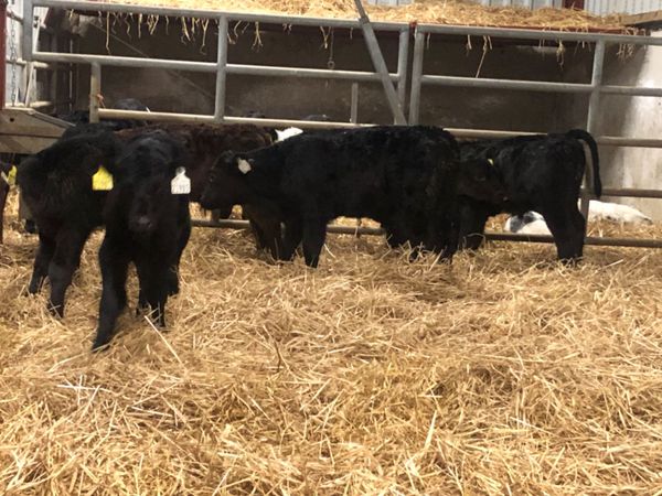 7 top quality Angus bull calves @€145
