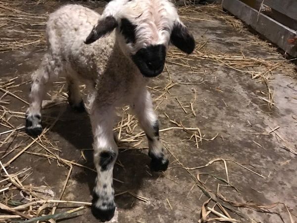 Re-advertised Valais blacknose pet ewe lamb