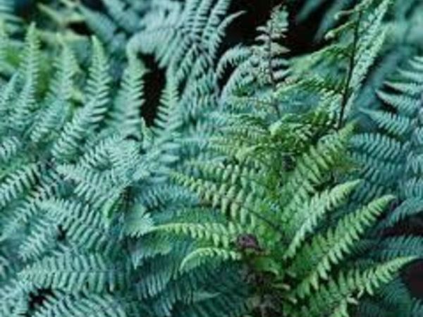 Ferns in many varieties all hardy