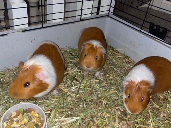 3 Guinea Pigs for sale
