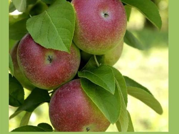 Apple Trees - Native Irish varieties x 10