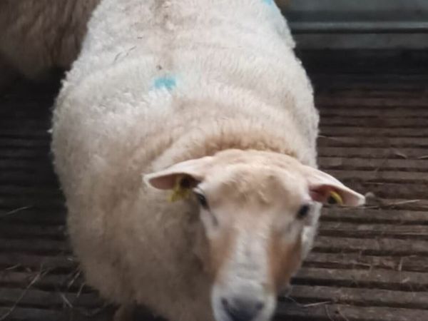 Young Foster Ewe for sale