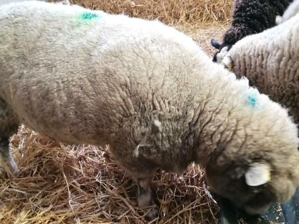 Dorset ewe with lambs