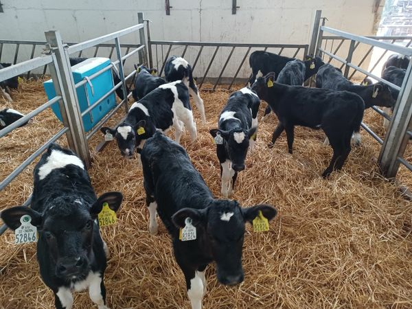 Friesian  heifer calves from sexed semen for sale