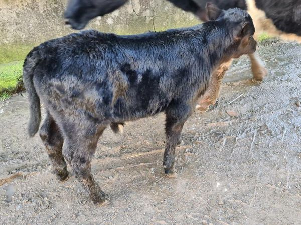Limousin and Angus calves