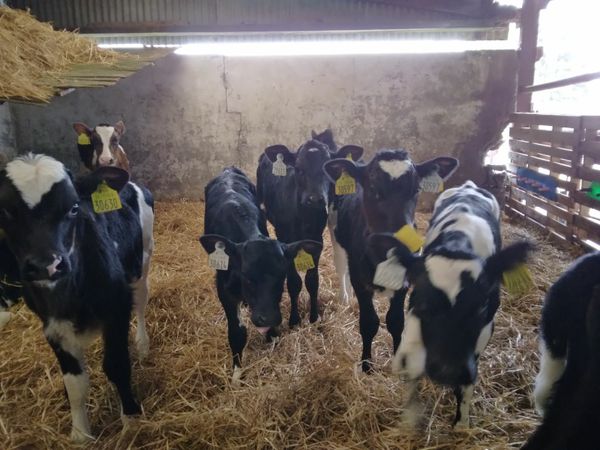 35 high ebi crossbred calves