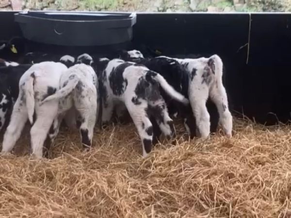 Belgium blue Calves