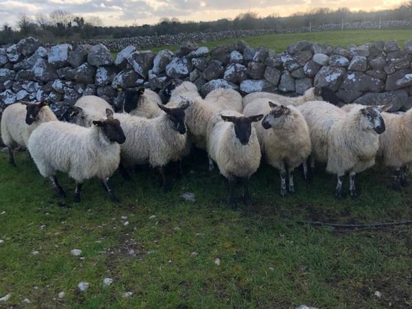 12 Suffolk X Ewe Lambs