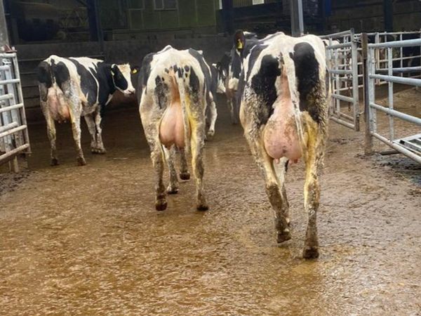 Dairy sale this Friday the 24th of March in New Ross mart