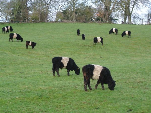 Organic Belted Galloway weanling bullocks, cow and calf