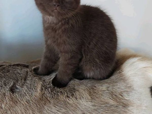 British Shorthair female kitten