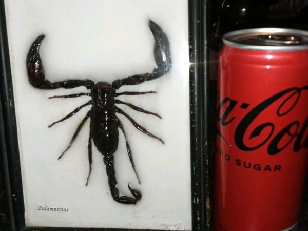 Large Palamnersus scorpion taxidermy