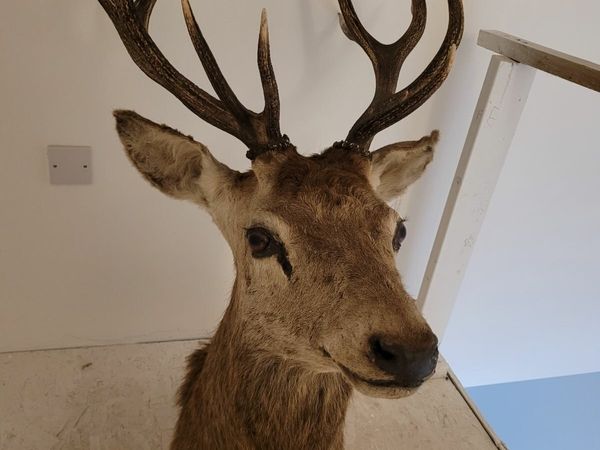 Red stag mount