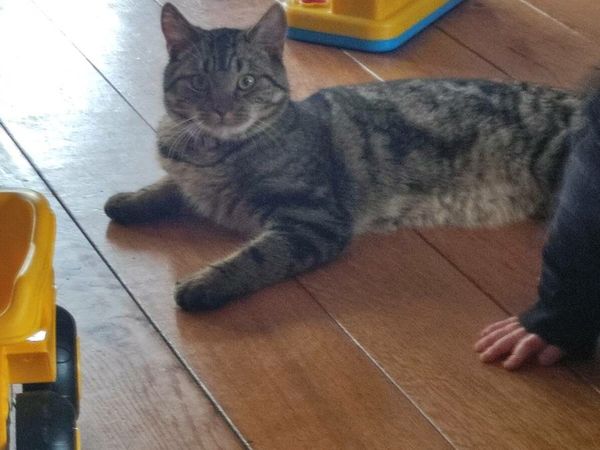 10 month old neutered male tabby cat