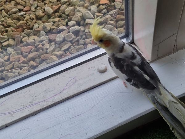 Cockatiel with cage / 6 months Old