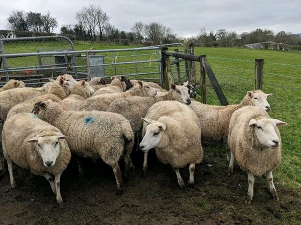 Ewes in Lamb This Saturday Downpatrick  Mart
