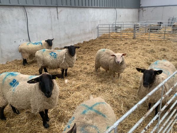 Suffolk with lambs at foot
