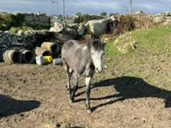 Connemara Yearling Colts for sale