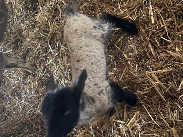Foster lambs for sale