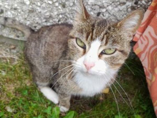 Cat Urgently Needs rehoming