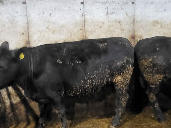Factory fit Angus heifers