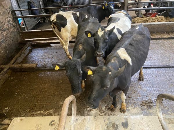 British Friesian cows for rearing calves or fatten