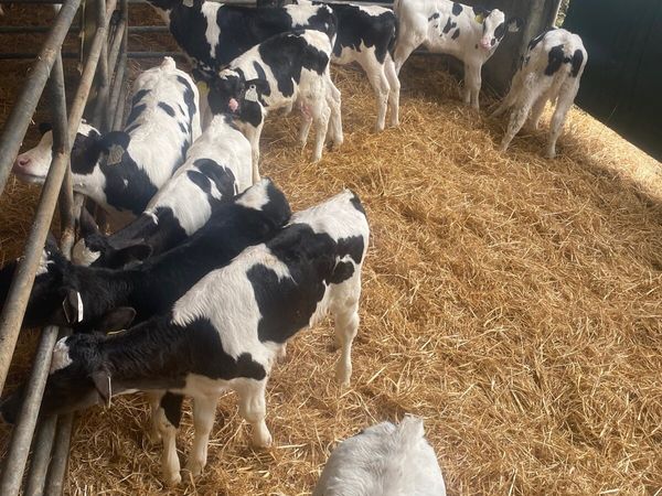 10 excellent quality Fr heifer calves