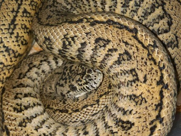 Adult male granite carpet python, proven breeder