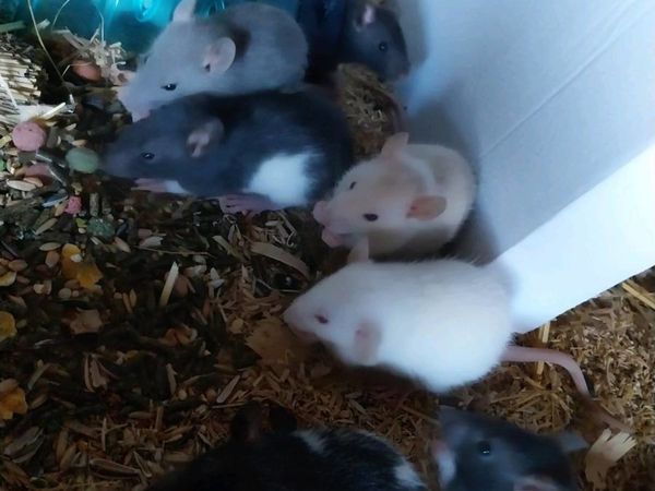 Baby Rats