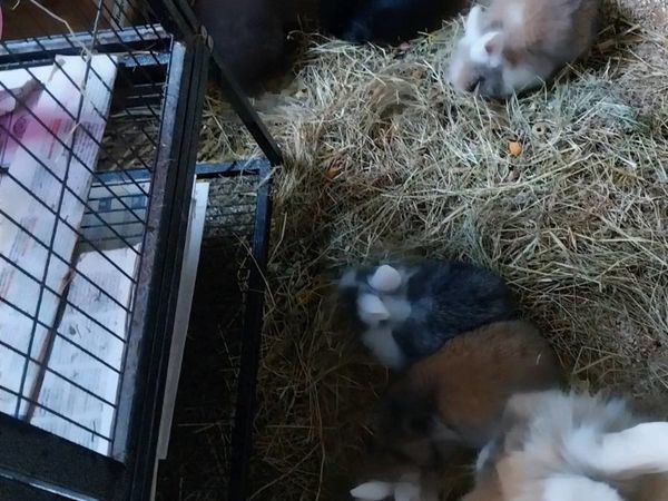 Baby bunnies