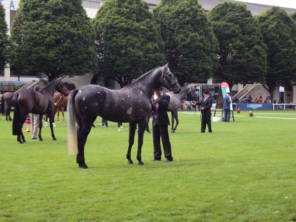 Irish Sport Horse Stallion at Stud