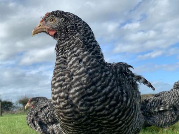 Chickens for Sale (Multiple Breeds Available)