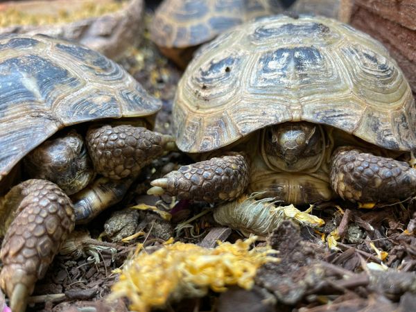 Tortoise kit INCLUDING tortoise