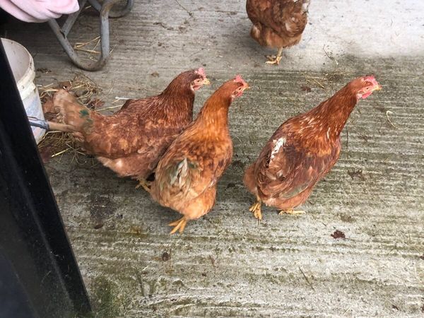 Four laying  hens