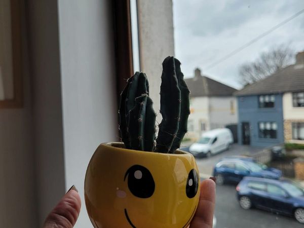 Cute smiley cactus