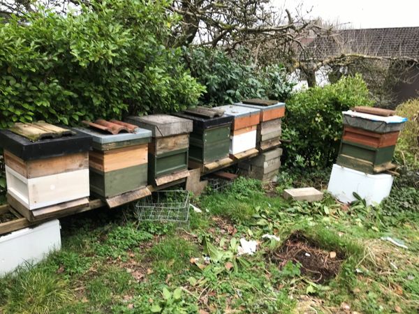 Bees and Hives for Sale