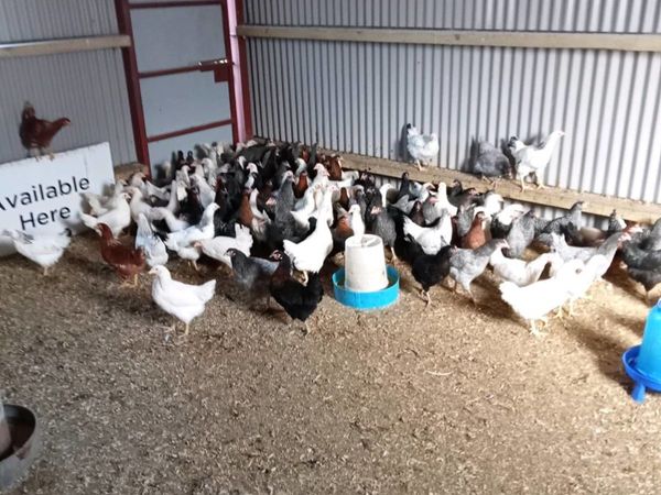 Point of Lay Hens for Sale