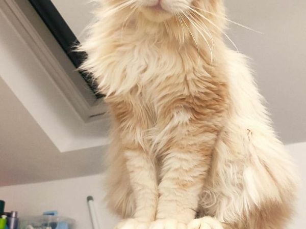 Male  maine coon