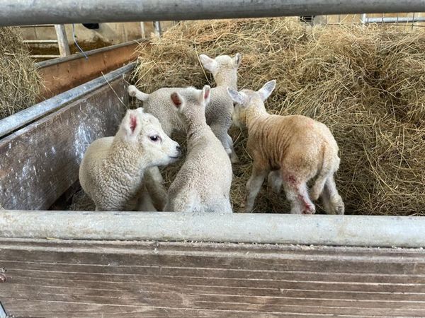 3 Ewe Lambs and 1 Ram Lamb