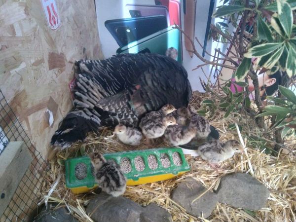 Turkey hen with 14 chick's