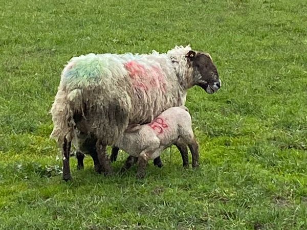 Ewes with lambs at foot