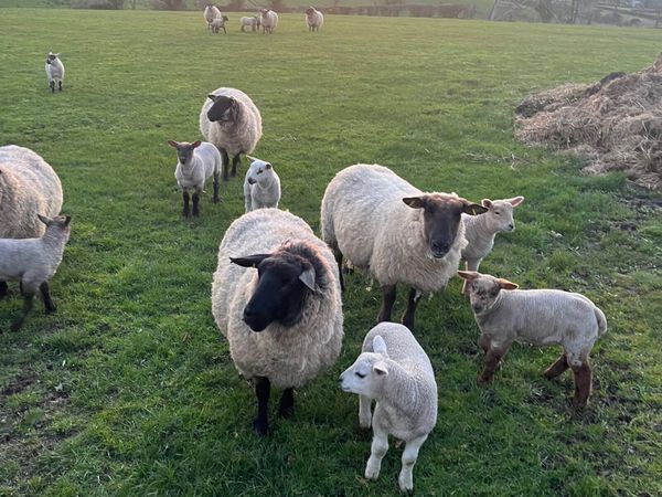 Ewes&lambs
