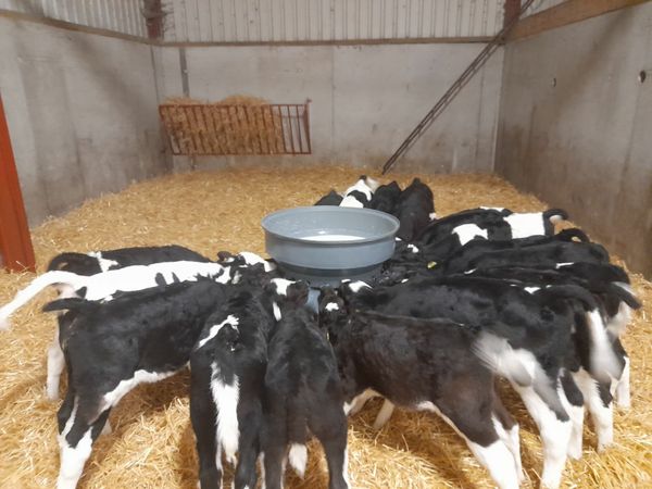 4-5 week old Friesian heifer calves