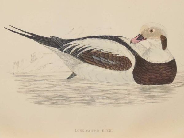 Long Tailed Duck 1888 Antique Colour Print