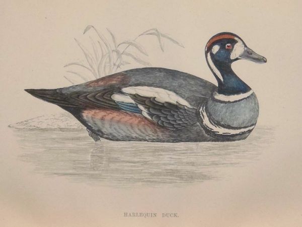 Harlequin Duck 1888 Antique Colour Print